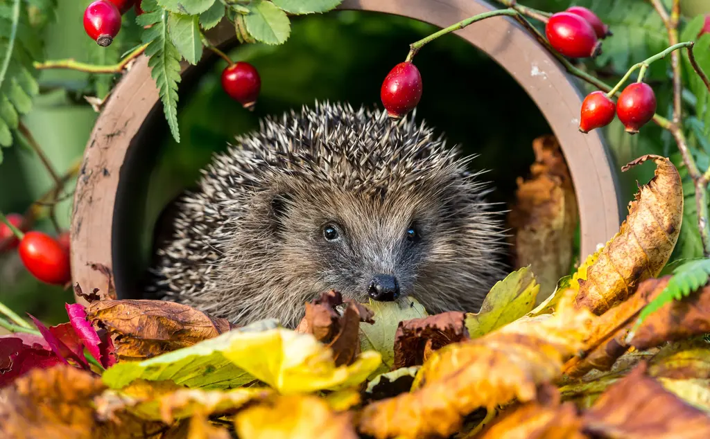 Hedgehog nestled in foliage