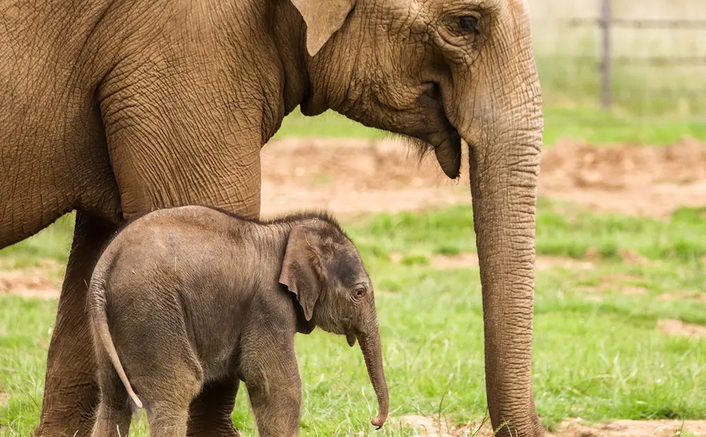 An elephant calf with his mum in the grassy paddock at Whipsnade Zoo