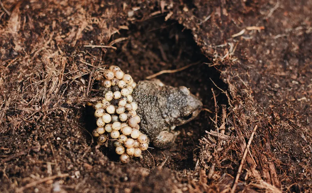 Common midwife toad