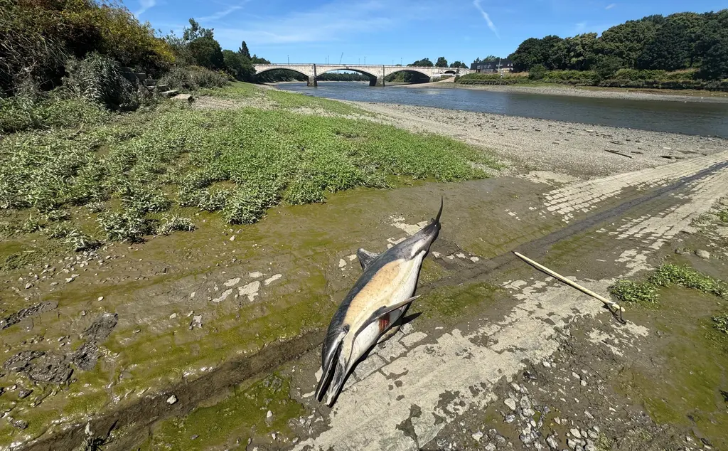 Common dolphin at Mortlake
