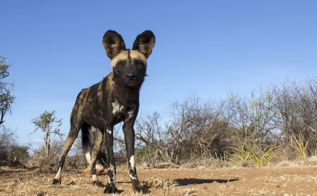 African wild dog in Kenya savannah 