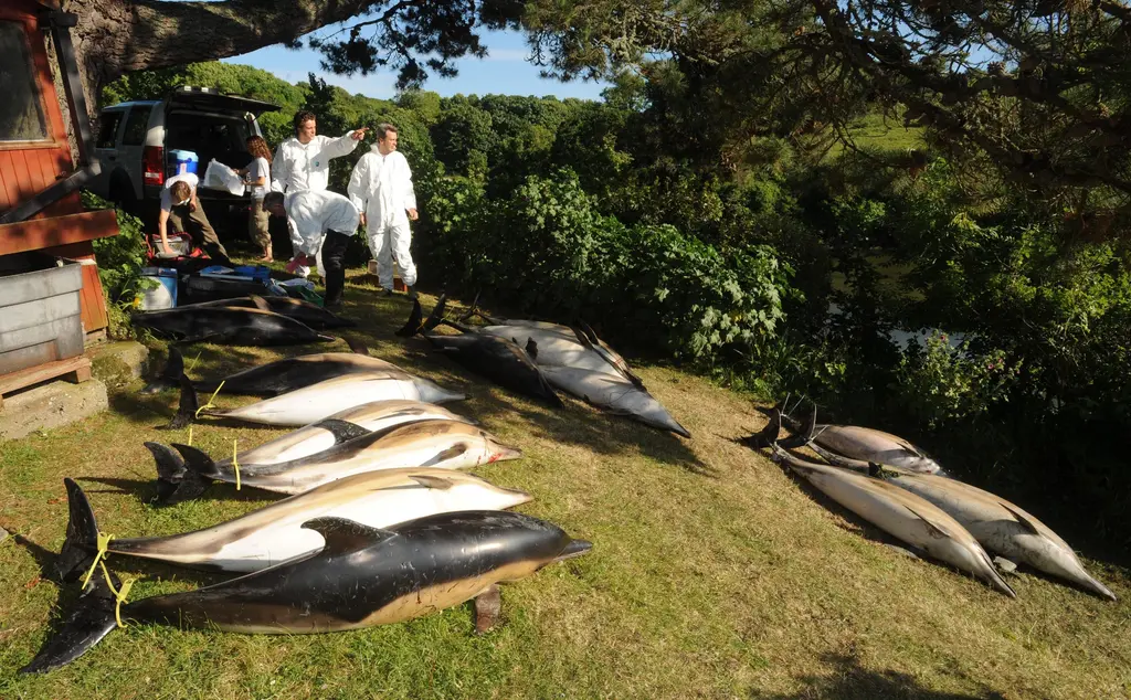 Common dolphin MSE