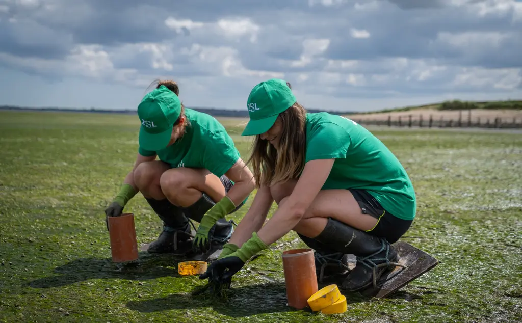 Seagrass restoration work in the Greater Thames Estuary