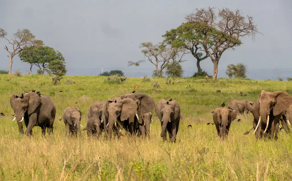African elephants in Savanah