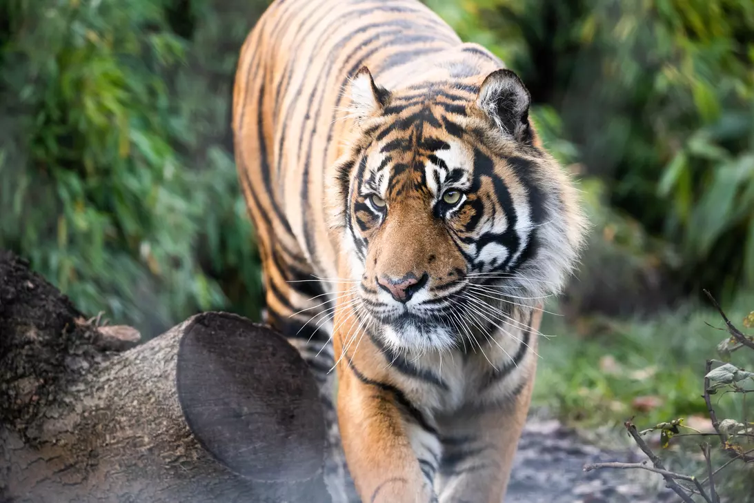 Reconnecting and rehabilitating tiger territories | ZSL Reconnecting and rehabilitating tiger territories | ZSL