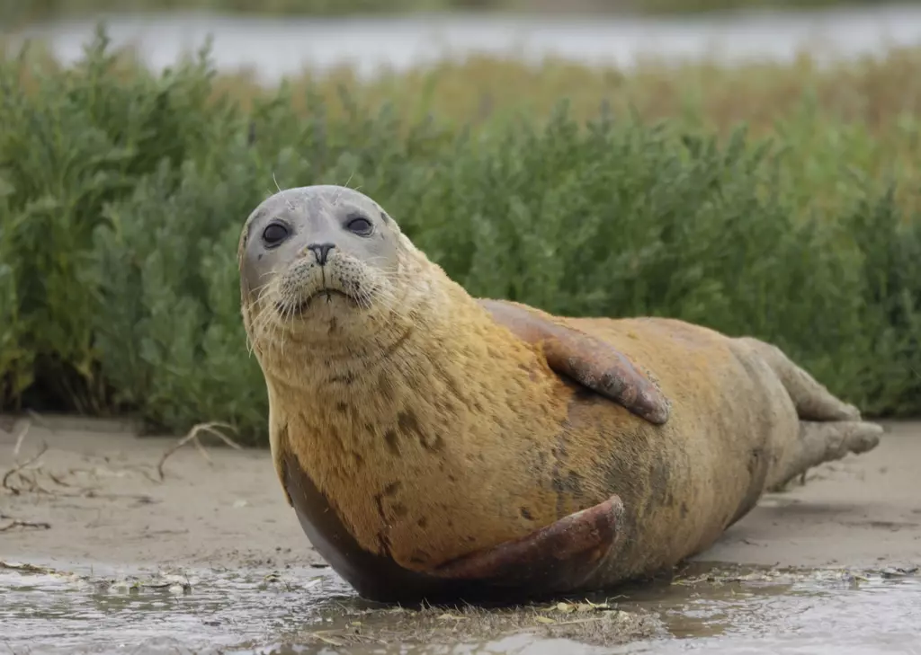 How to report a seal | ZSL How to report a seal | ZSL
