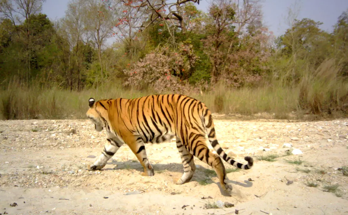 A photo of a Bengal tiger walking away from a camera trap