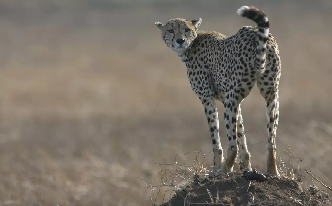 Cheetah standing on a rock in the Serangeti in Tanzania