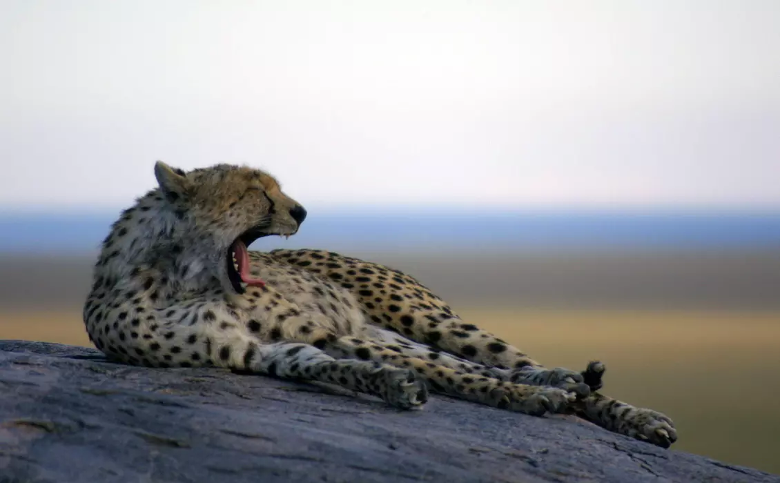 A cheetah lying on a rock and yawning 