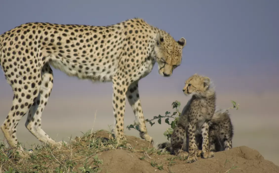An adult cheetah and it's cub taken during our ongoing cheetah conservation work in Africa