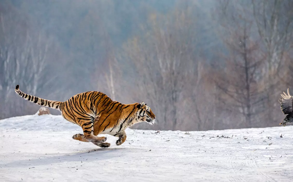 Amur Tiger - WAZA