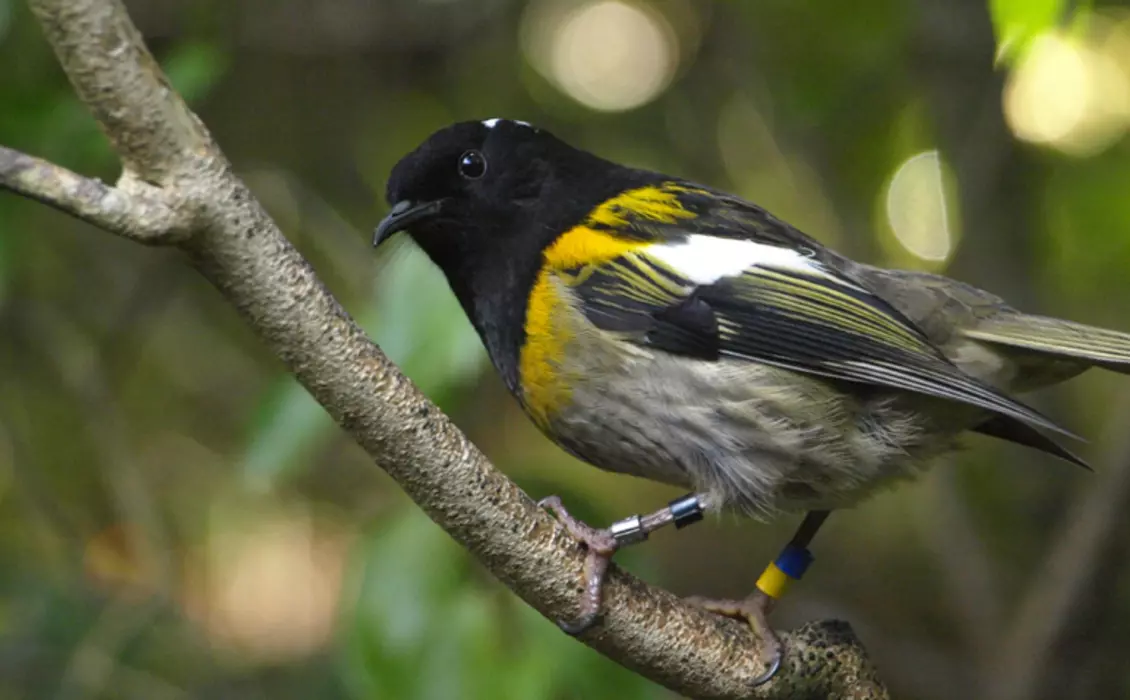 Hihi Conservation | ZSL