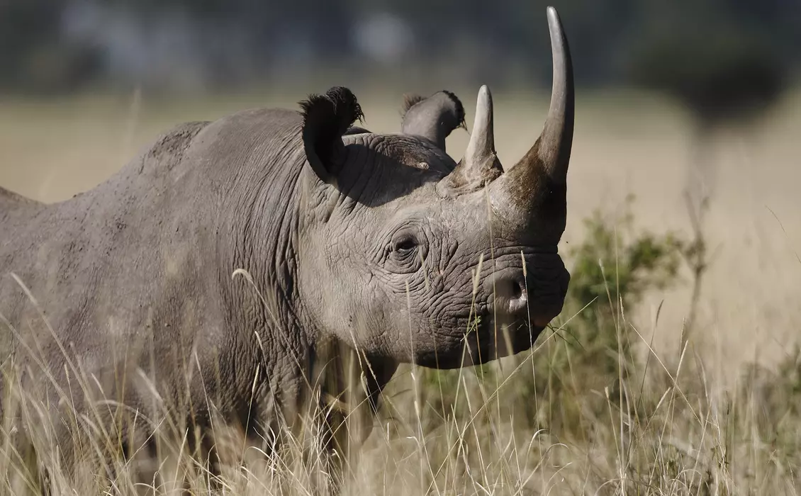 Black rhino in savannah grassland 
