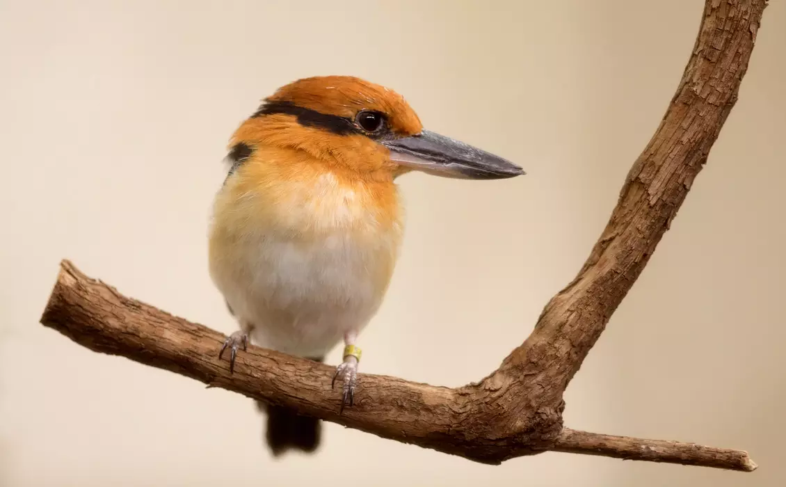 Sihek (Guam kingfisher) sitting on branch 