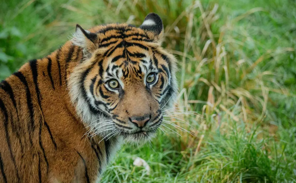 Sumatran tiger Gaysha at London zoo