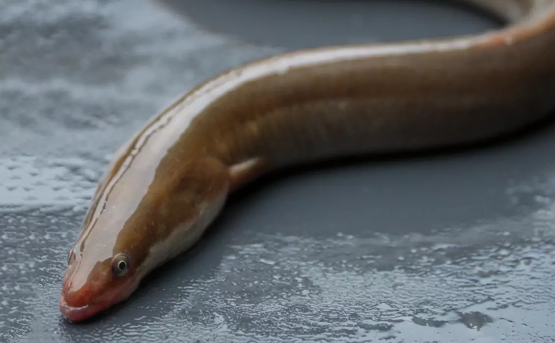 close up of eel out of water with grey background