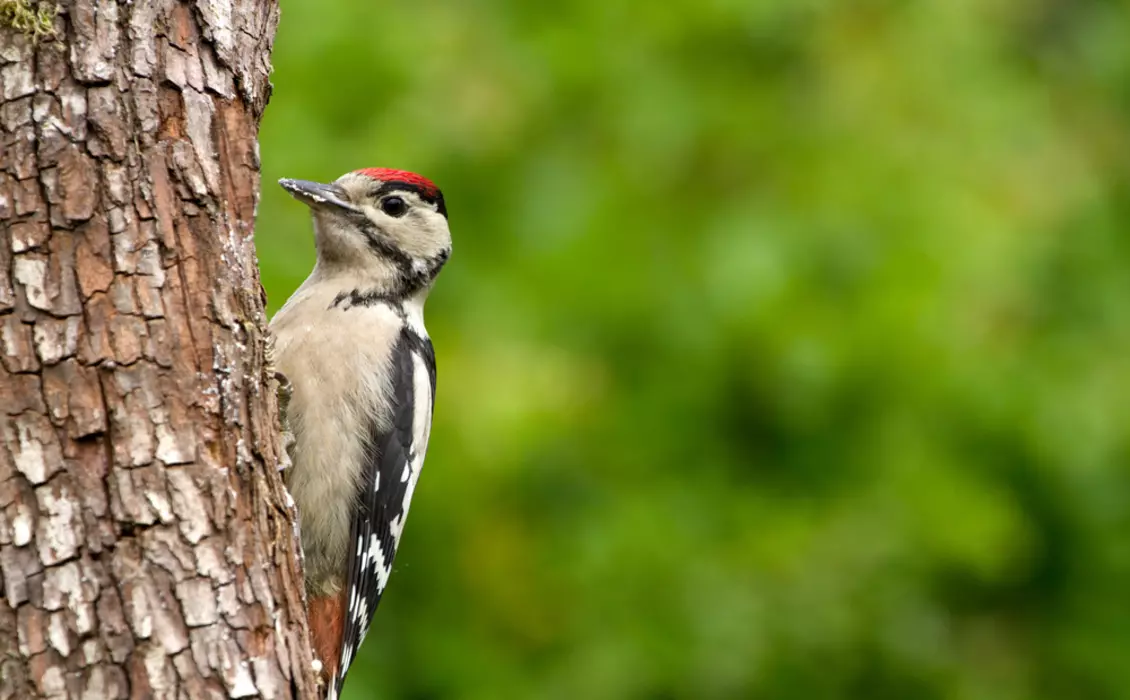 Greater spotted woodpecker on a tree trunk