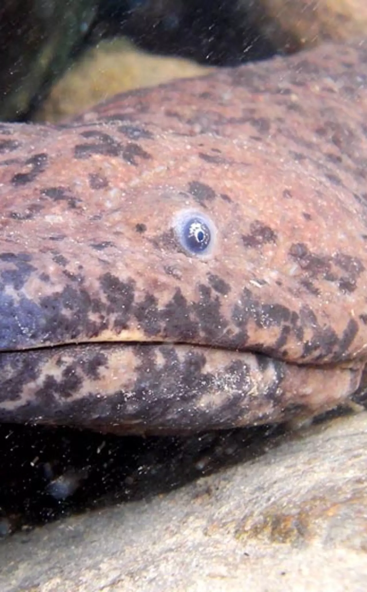 New species of giant salamander is world’s biggest amphibian | ZSL