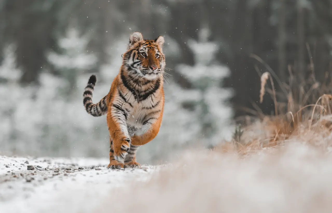 An Amur tiger runs across a snowy landscape
