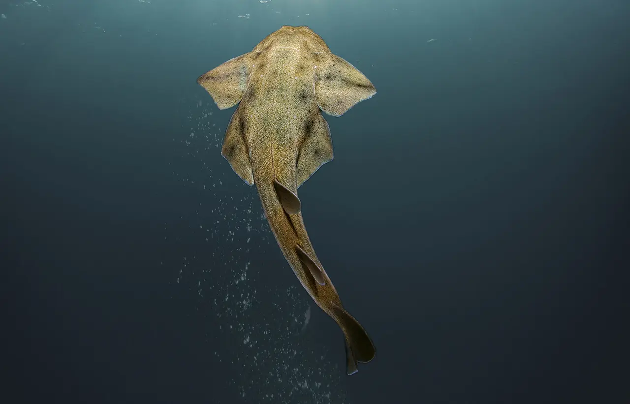 angel shark swimming