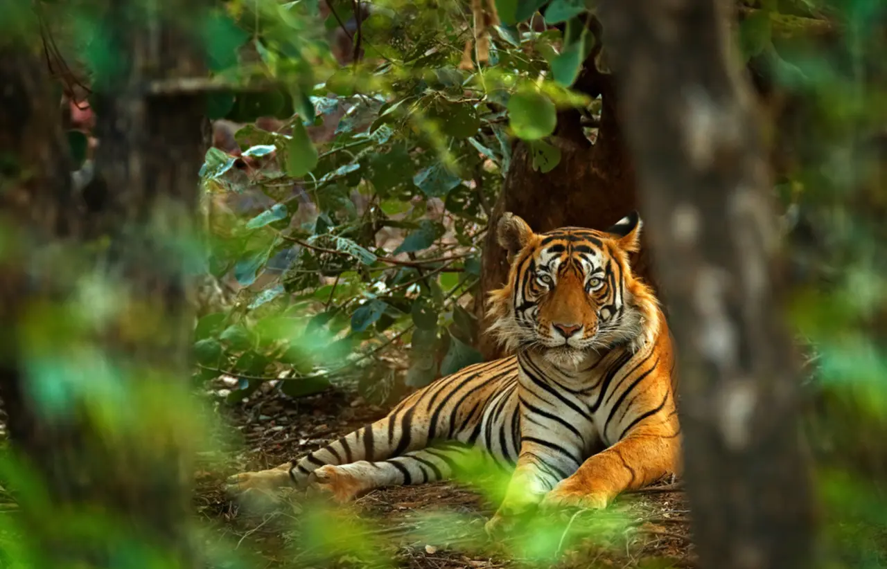tiger lying in forest