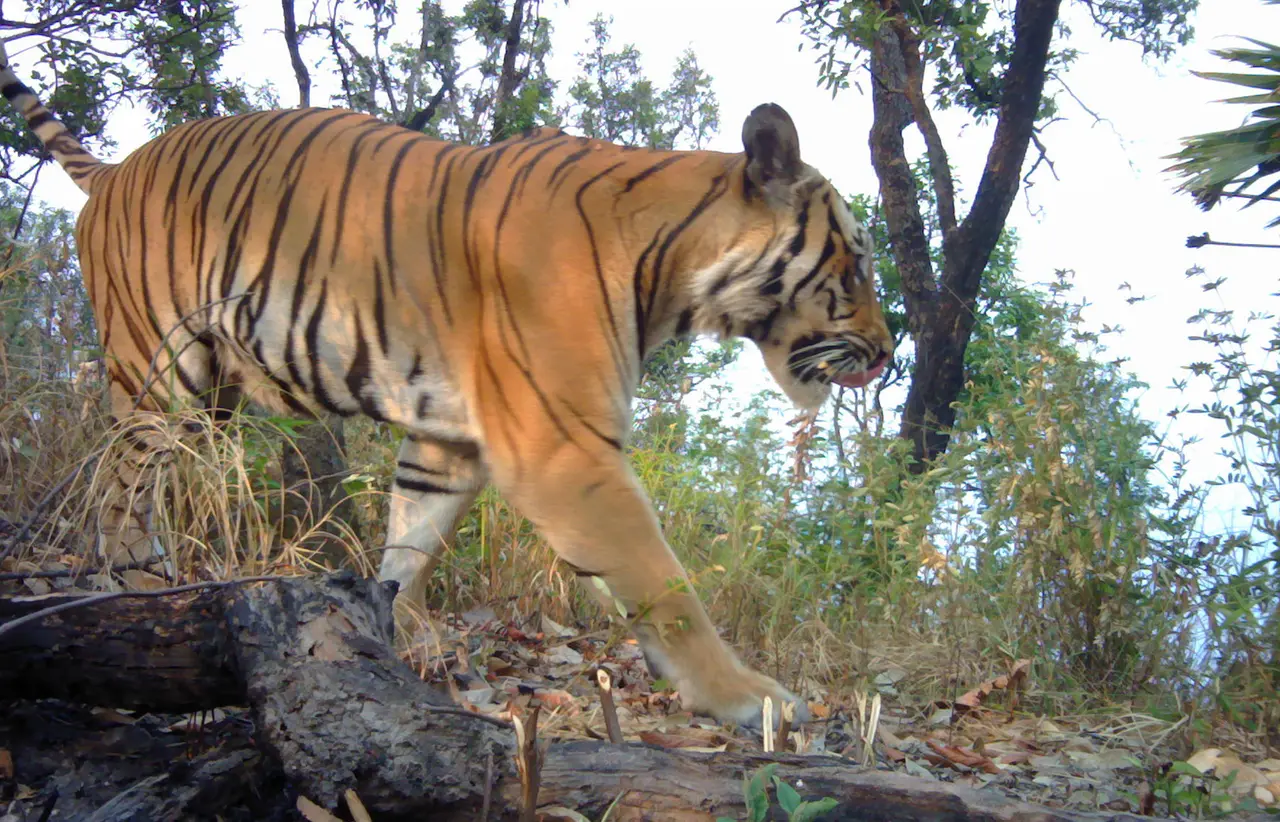 Indochinese tiger caught on camera trap walking through forest