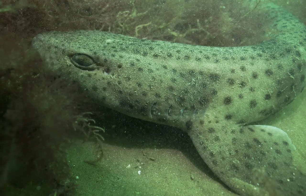 Nursehound underwater