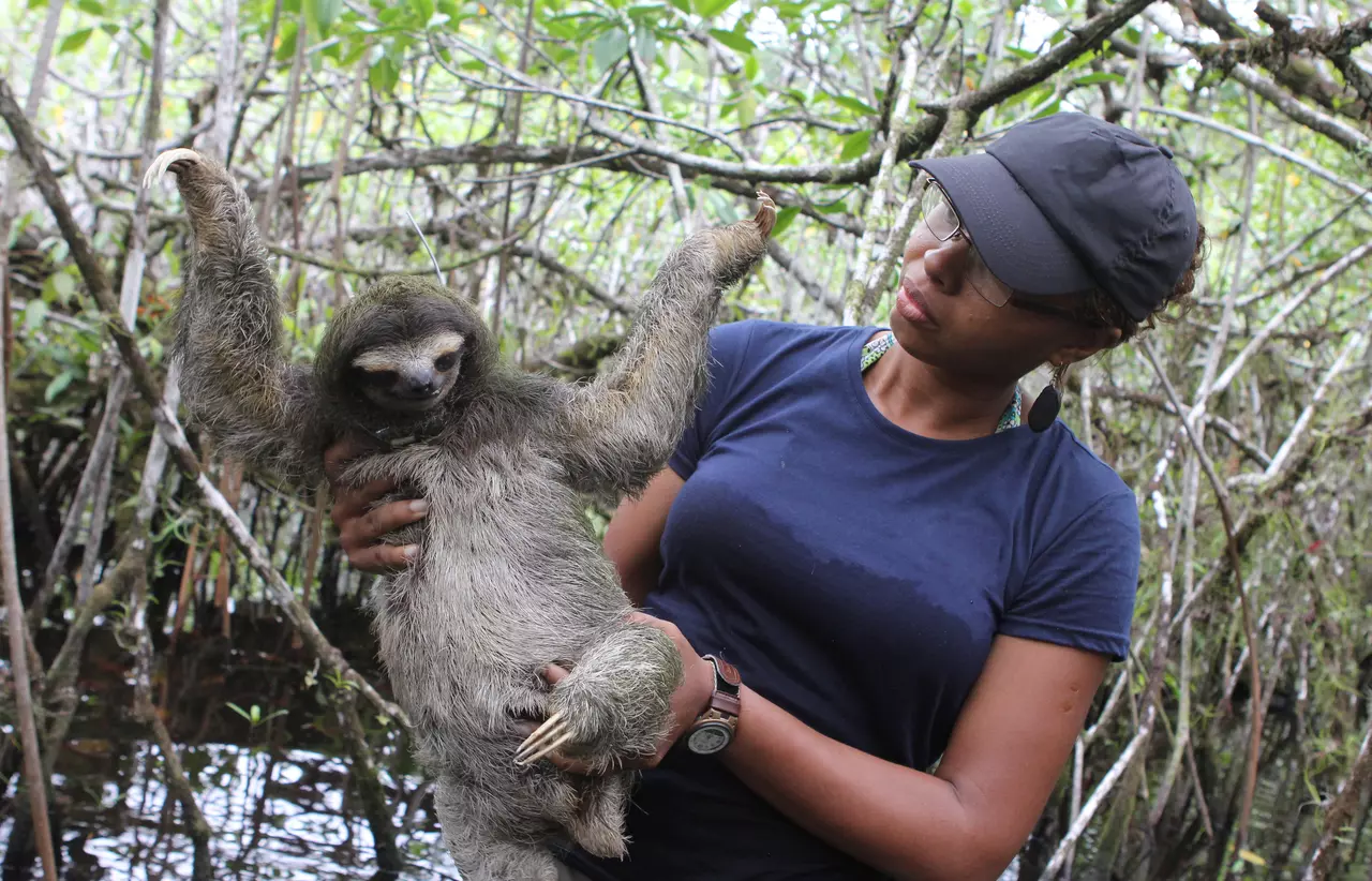 ZSL conservationist with a sloth