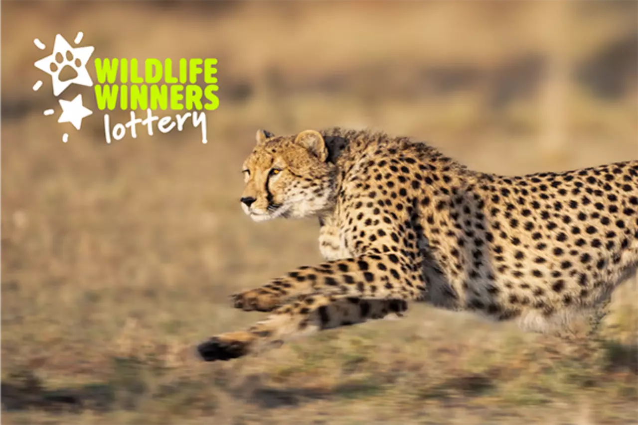 ZSL's Wildlife Winners Weekly Lottery