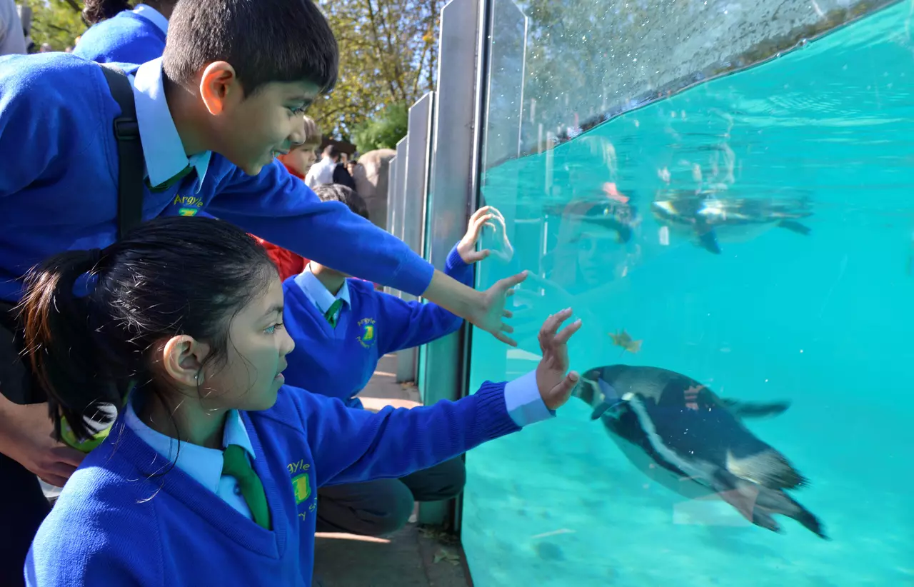 Two children touching the glass window on penguin beach London Zoo 