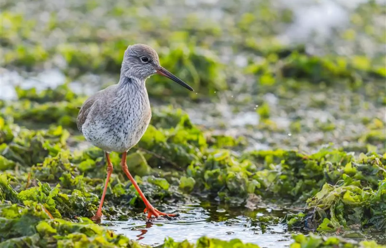 Brown and white wading bird with orange legs