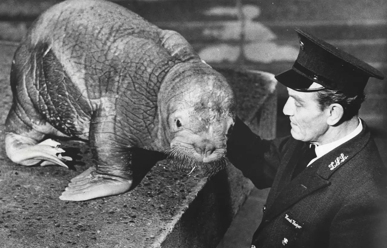A black and white photograph of a zookeeper wearing a uniform stroking a baby walrus