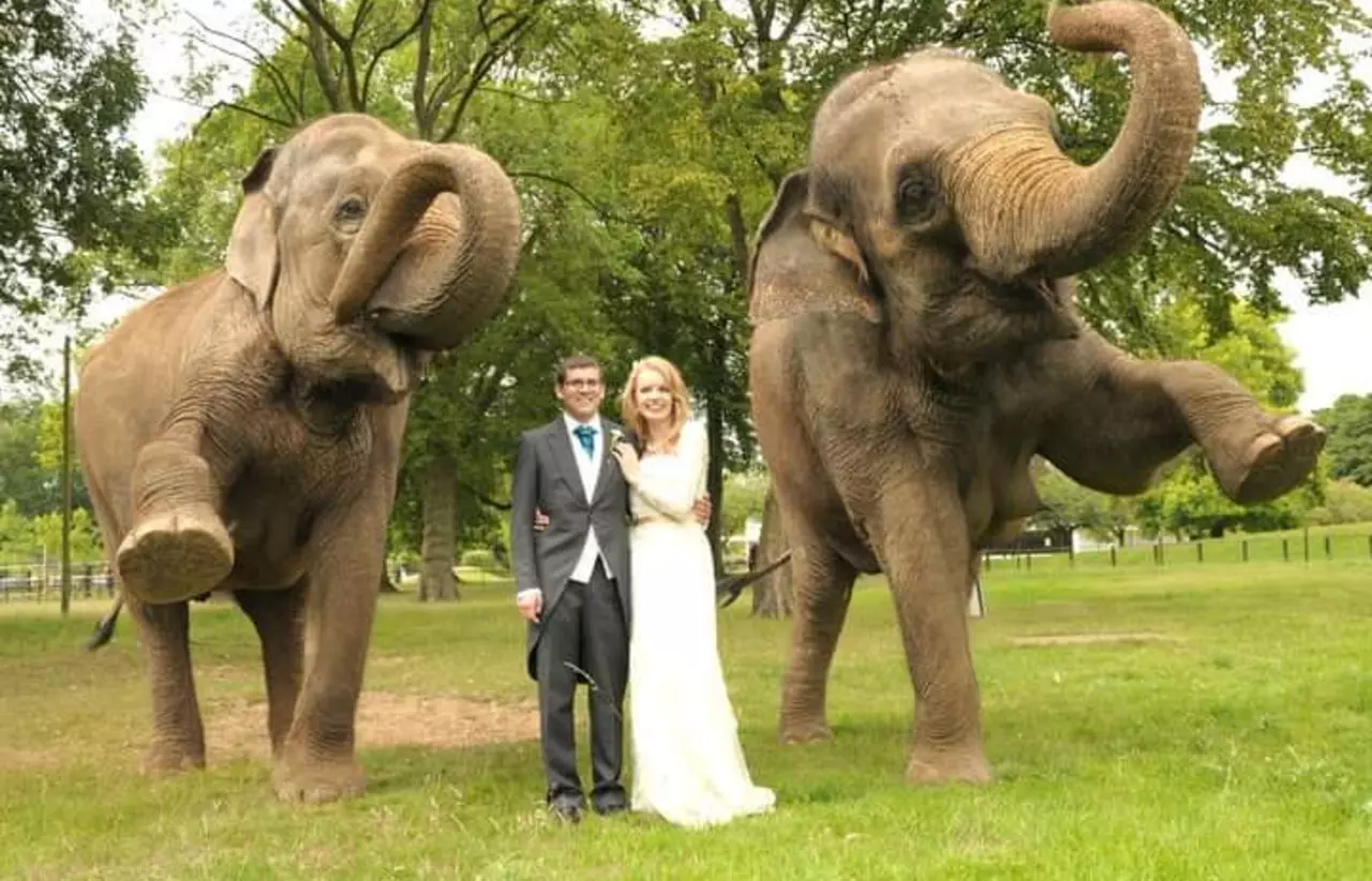 A husband and wife on their wedding day standing in between two elephants