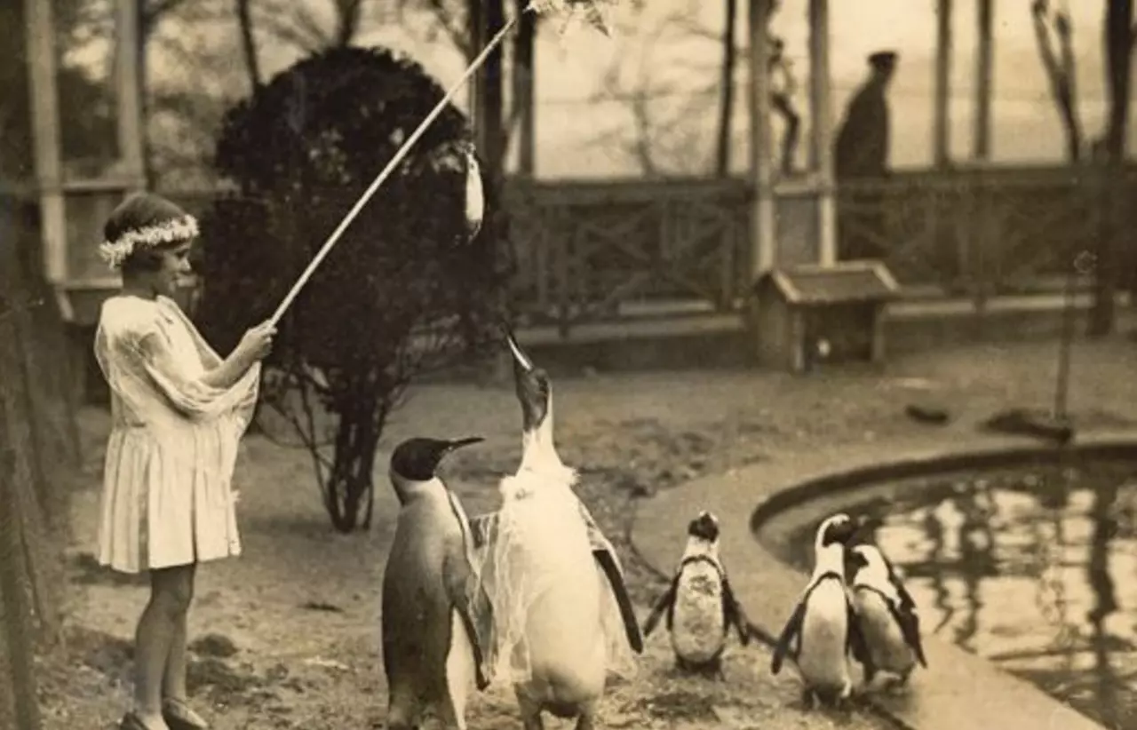 A black and white photograph of a girl and penguins