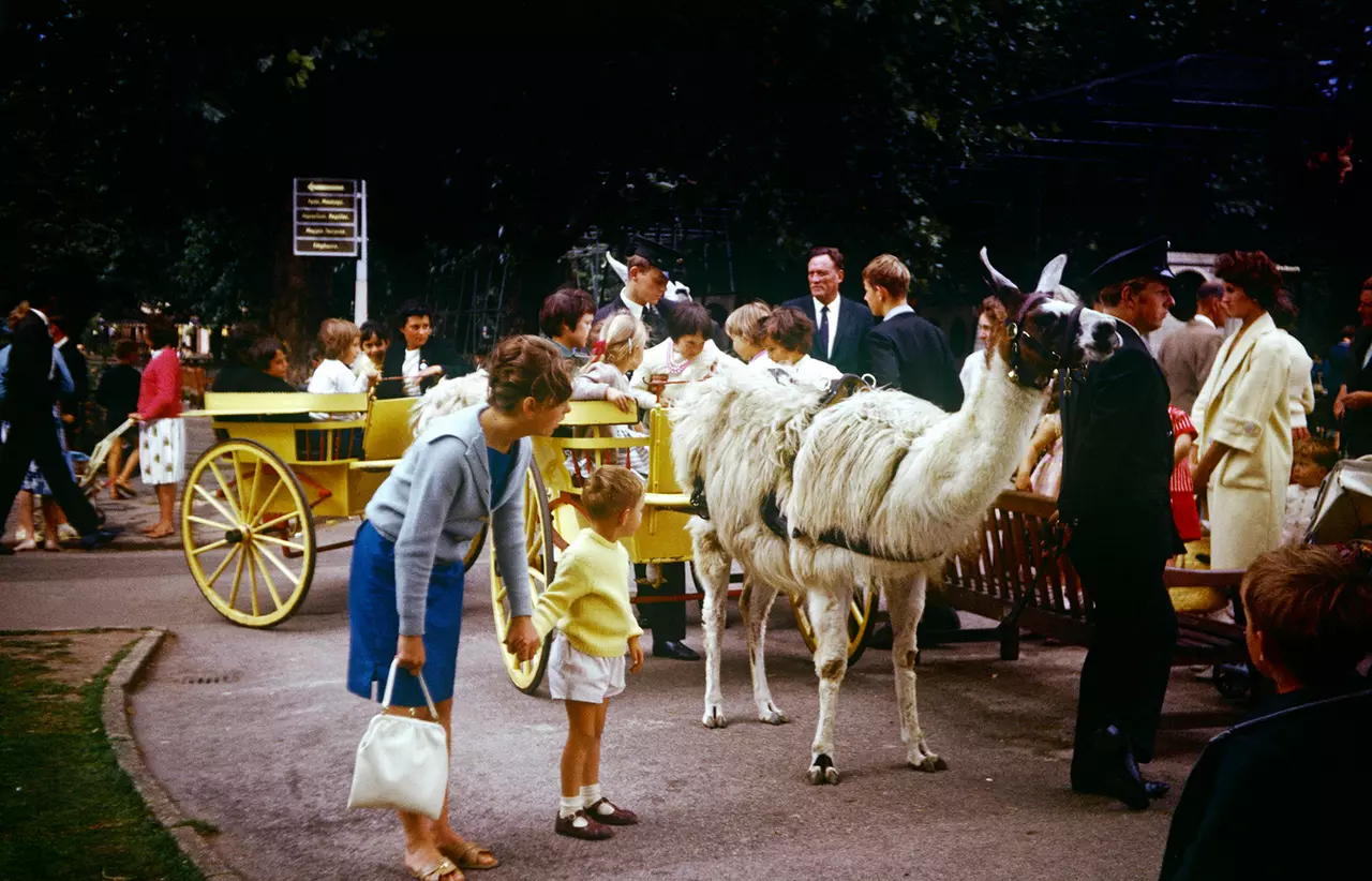 A group of people standing around a white llama with a yellow cart