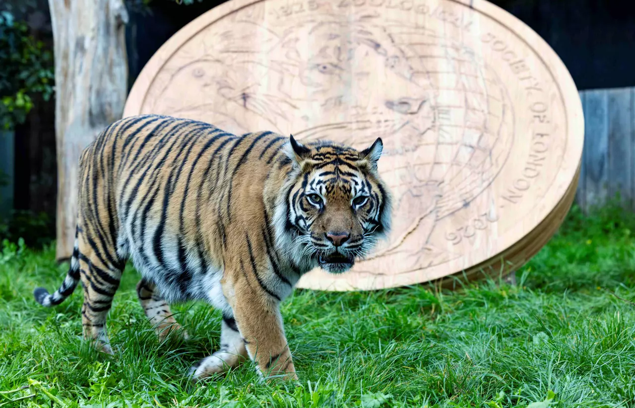 Sumatran Tiger walks in front of giant wooden coin