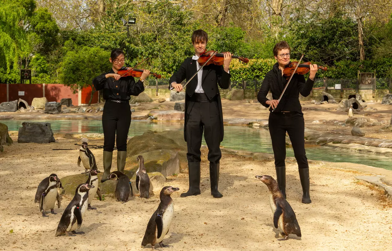 Violinists play for Humboldt Penguins