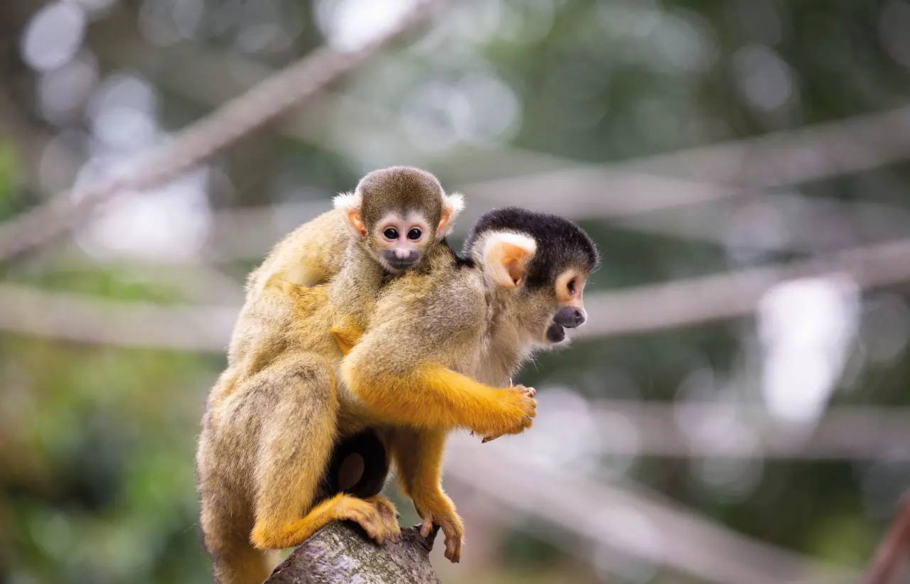 Baby squirrel monkey