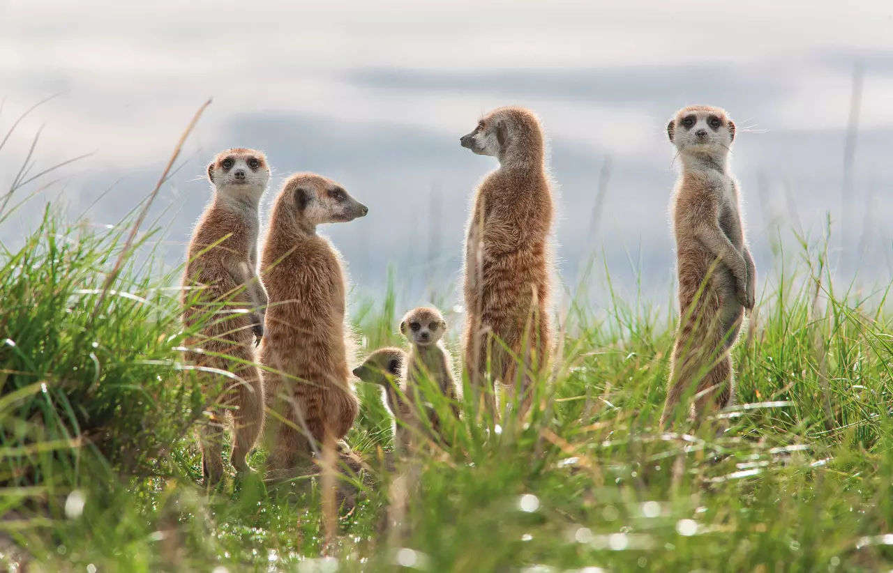 Meerkats