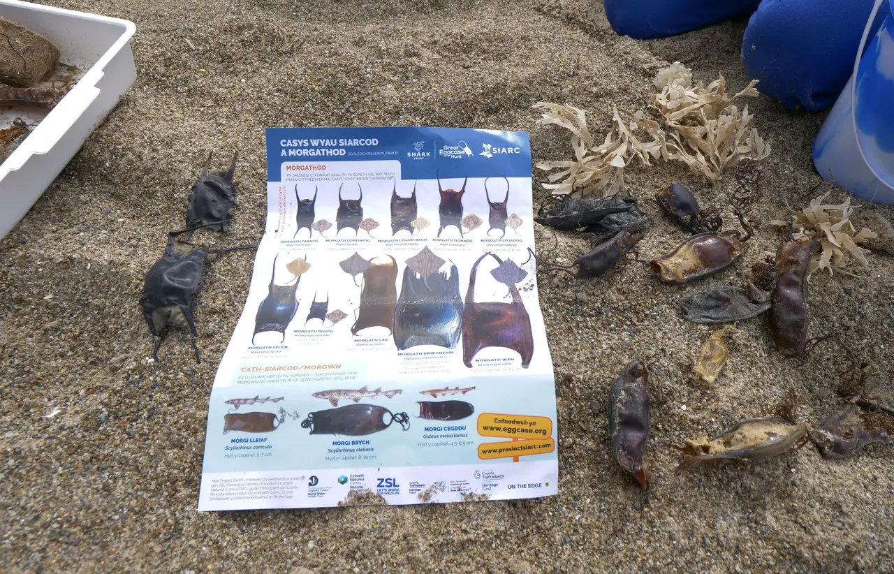 Egg cases on sand with guidelines