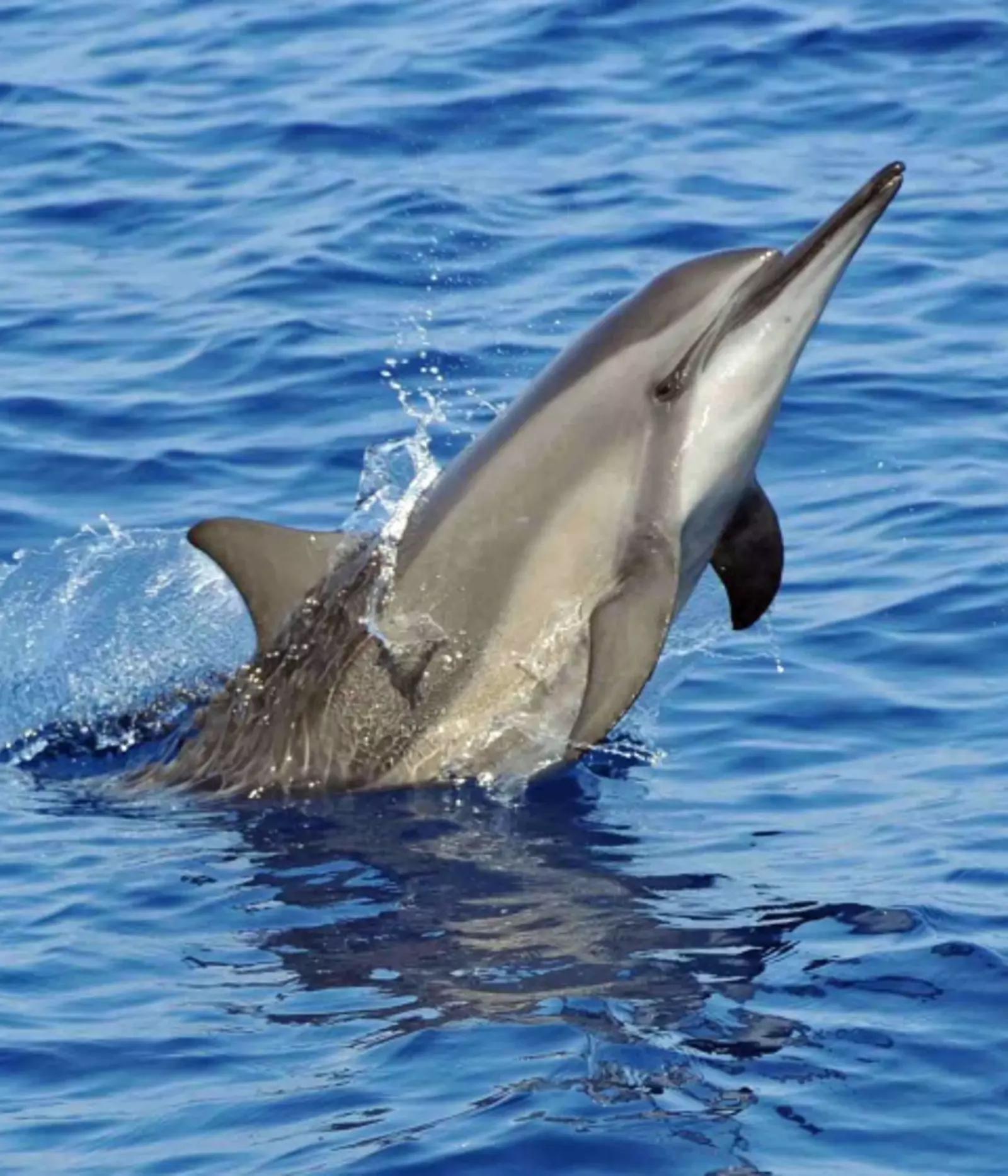 Dolphin poo supports vulnerable coral reefs | ZSL