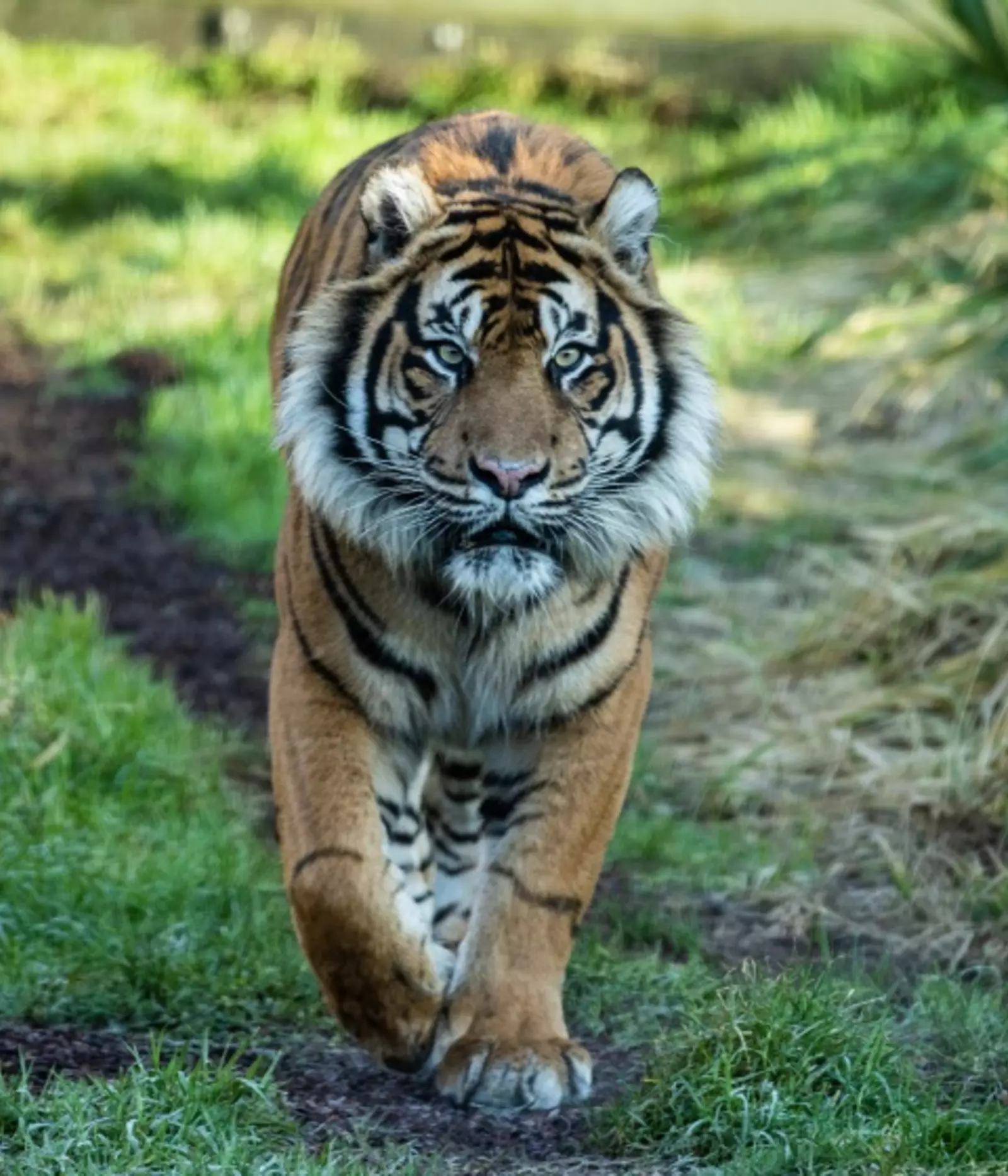 Sumatran Tiger 