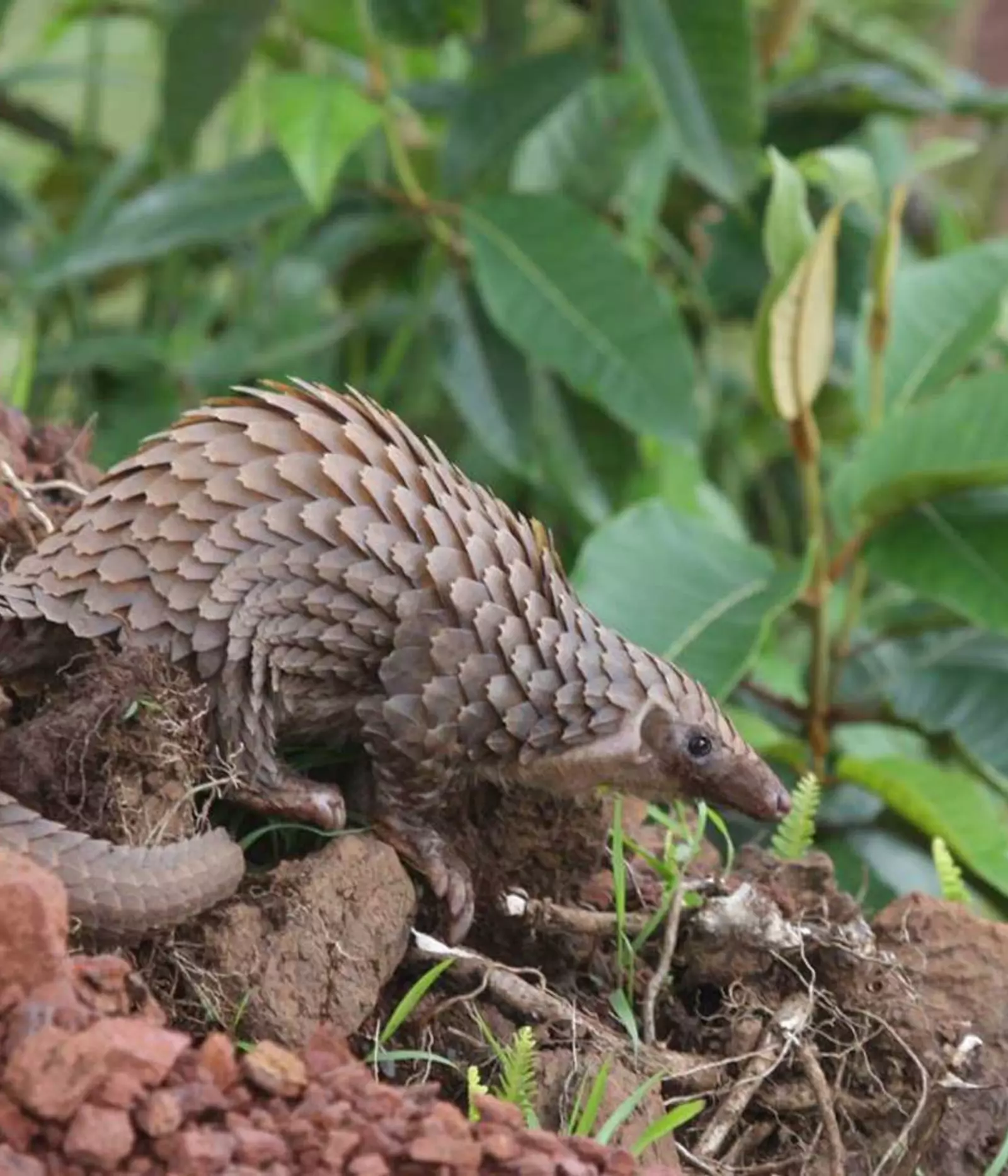 Protecting Pangolins In Central Africa | ZSL