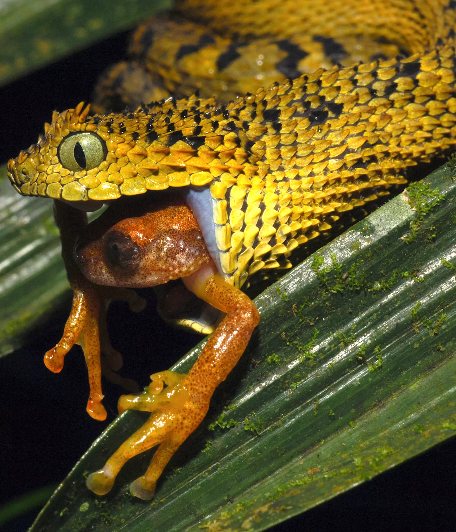 Reptiles vulnerability to climate change | ZSL