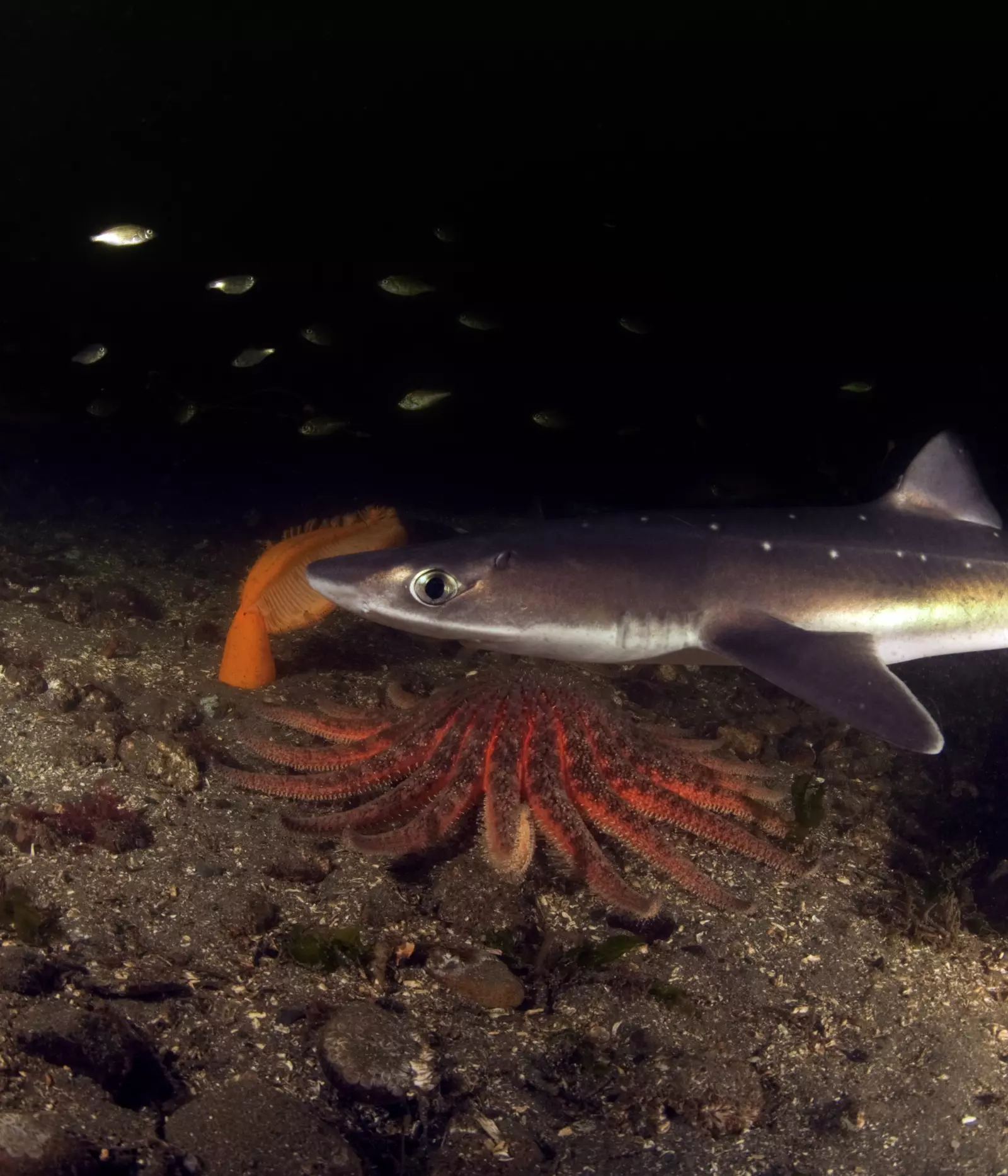 The Greater Thames Shark Project Zsl