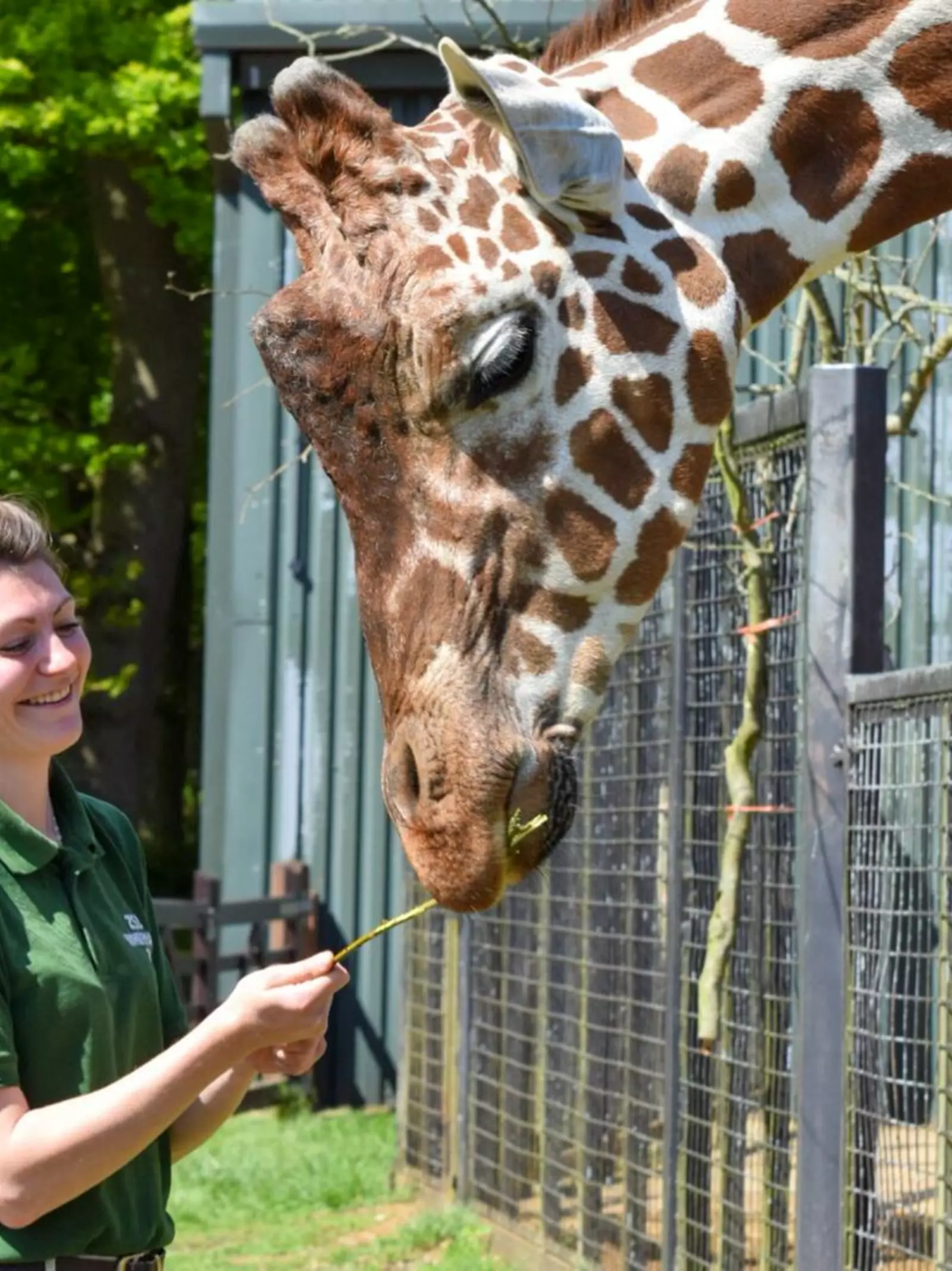 zookeeper_feeding_giraffe_at_zoo