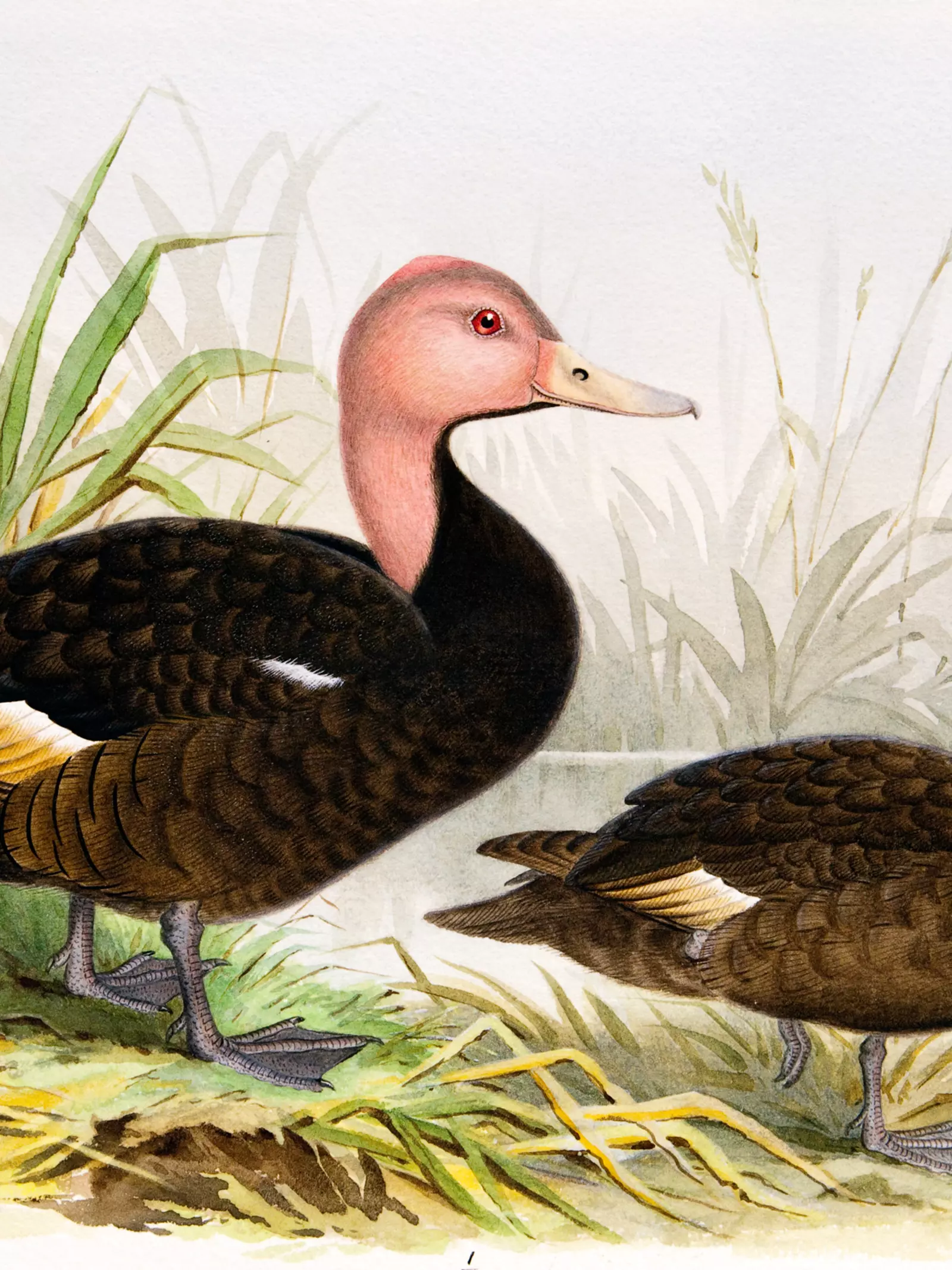 pink_headed_duck_painting
