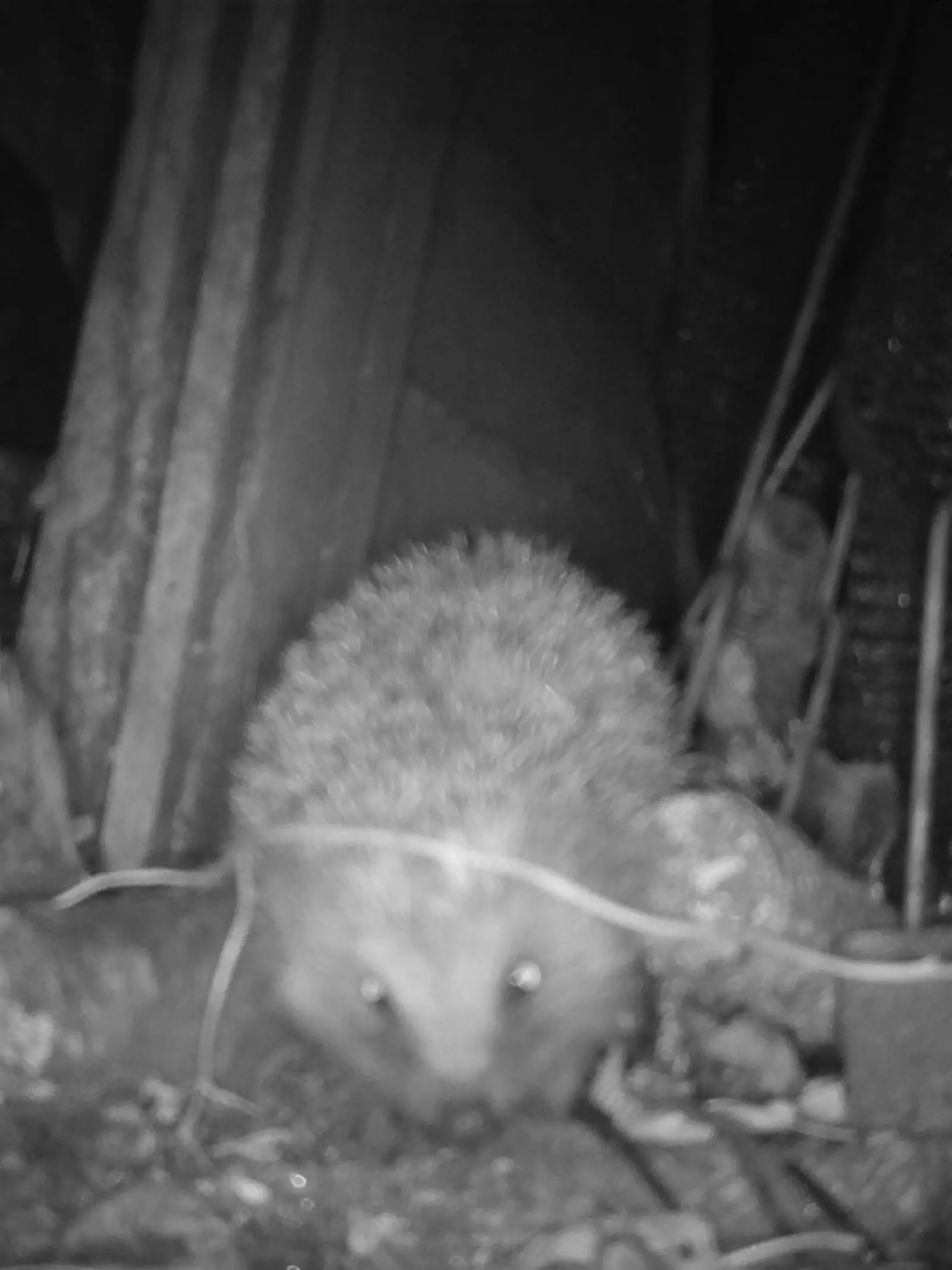 night_time_photo_two_hedgehogs