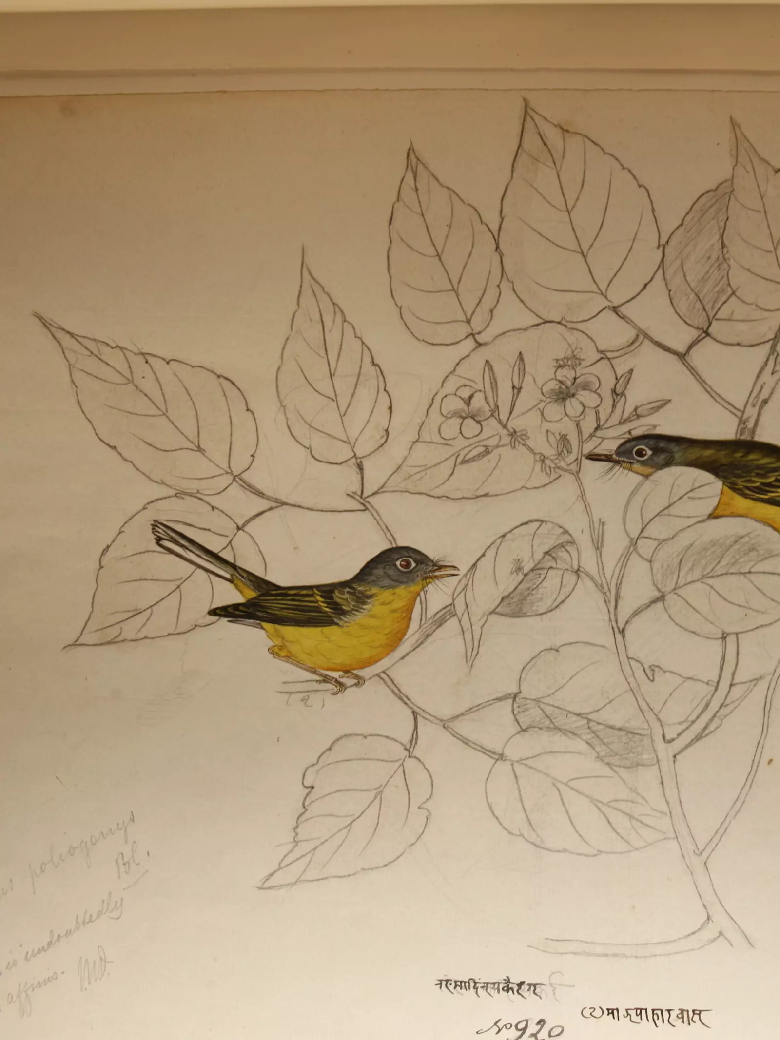 Hodgeson_bird_drawing