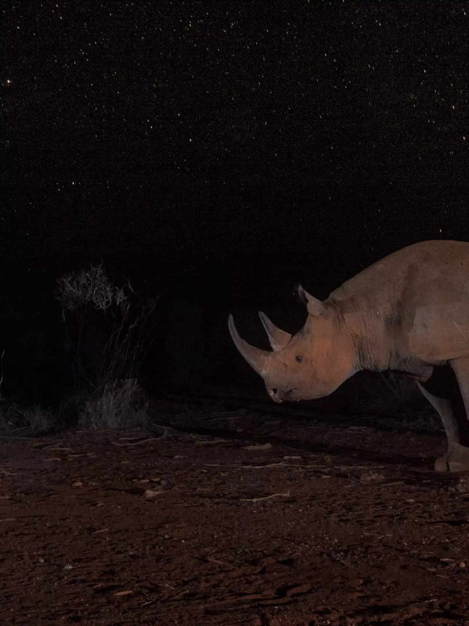 Black rhino walking at night
